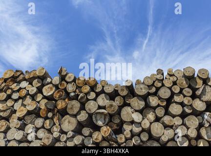 Beaucoup de rondins de pin scié empilés dans une pile sous le ciel nuageux. Vue de face en gros plan Banque D'Images