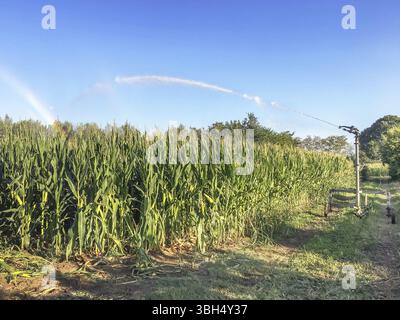 Arroseur de champ de culture de blé de ferme. Arrosage par sprinkleurs de cultures agricoles. La ligne sprinkleur de l'irrigation agricole tourne dans le blé de printemps et le grain nouveaux Banque D'Images