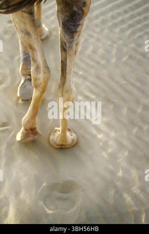 Jambe, pied, camel toe d'un chameau dromader et sa trace sur le sable Banque D'Images