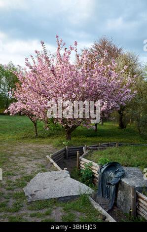 Un arbre avec des fleurs roses est dans un parc. Il y a un banc près de l'arbre. Une statue d'une femme est dans l'herbe Banque D'Images