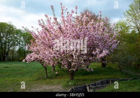 Un arbre avec des fleurs roses est dans un parc. Il y a un banc près de l'arbre. Une statue d'une femme est dans l'herbe Banque D'Images