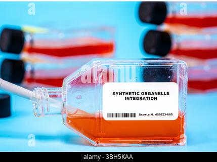 Intégration d'organites synthétiques. Ingénierie d'organites synthétiques dans des cellules cultivées pour étudier la fonction cellulaire ou introduire de nouvelles capacités. Technologies de culture cellulaire. Banque D'Images