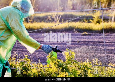 L'homme portant des gants et un masque utilise un pulvérisateur de jardin manuel pour pulvériser des pesticides sur les plantes de cassis sur la parcelle de ferme ensoleillée. Banque D'Images