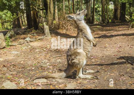 Un kangourou rouge debout, Macropus rufus, dans le Trowunna Wildlife Park, à mole Creek, Tasmanie, Australie, Océanie Banque D'Images
