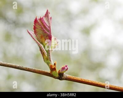 Premières jeunes feuilles de raisin sur la vigne pousse au printemps, Close up Banque D'Images