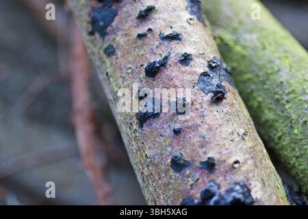 Glandelier verruqueux (Exidia glandulosa), bois mort de frêne de montagne (Sorbus aucuparia), Hittfeld, Allemagne, Europe Banque D'Images