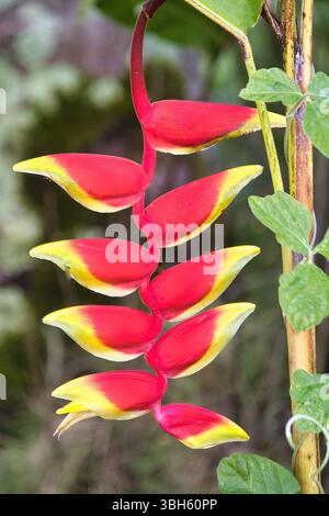 Griffe de homard rouge et jaune colorée poussant dans un jardin de Maui. Banque D'Images