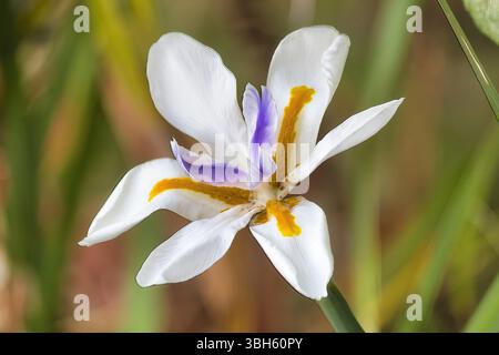 Iris africain sauvage poussant au bord de la route. Banque D'Images