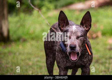 blue heeler avec une expression comique Banque D'Images