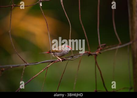 portrait d'un finch sourd rouge en gros plan Banque D'Images
