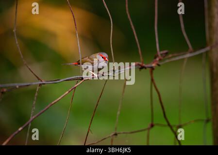 portrait d'un finch sourd rouge en gros plan Banque D'Images