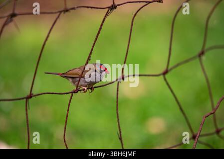 portrait d'un finch sourd rouge en gros plan Banque D'Images