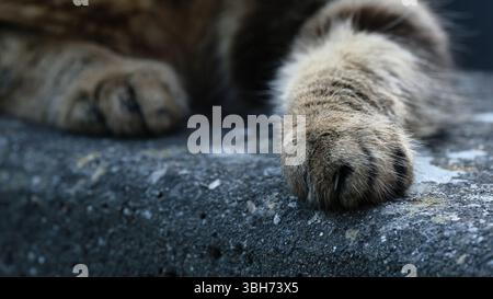 Gros plan d'une patte de chat moelleuse avec une griffe visible sur une surface de pierre texturée Banque D'Images