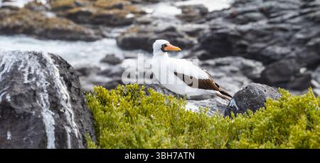 Nazca Booby debout sur le rocher, Suarez point, île d'Espanola, Galapagos Banque D'Images