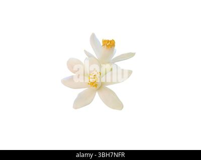 Fleurs d'arbre orange blanc et bourgeons isolés sur fond blanc. Gros plan des pétales délicats et des étamines vibrantes de la fleur d'agrumes. Fleur d'oranger Banque D'Images