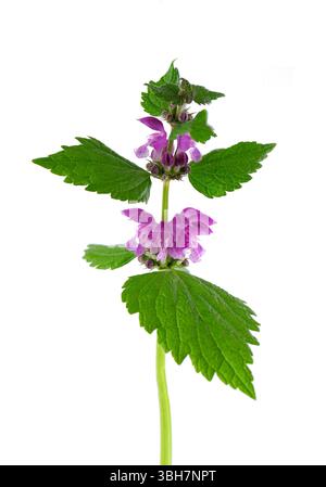 Fleurs fraîches d'ortie morte tachetée isolées sur fond blanc. Lamium maculatum. Herbe médicinale Banque D'Images