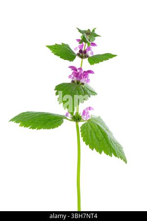 Fleurs fraîches d'ortie morte tachetée isolées sur fond blanc. Lamium maculatum. Herbe médicinale Banque D'Images