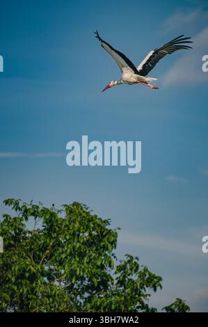 Cigogne blanche en vol, ailes déployées contre un ciel bleu clair. Banque D'Images