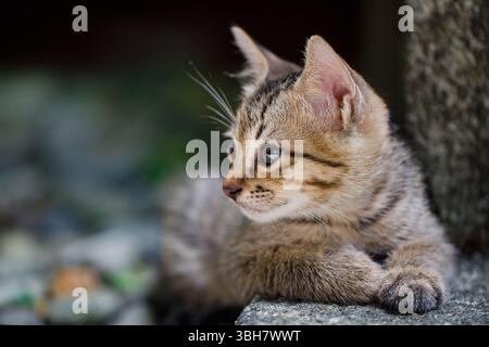 Chaton regardant sur le côté Banque D'Images