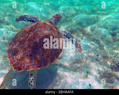 FRANCE. ÎLE DE SAINT-BARTHÉLEMY (977). PLAGE DU GRAND CUL-DE-SAC. TORTUE VERTE NAGEANT DANS LE LAGON. Banque D'Images