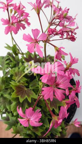 Géranium rouge avec des feuilles vertes dans un pot Banque D'Images