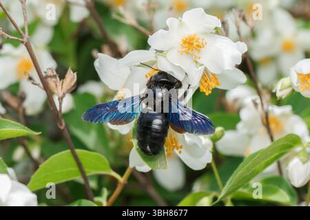 Abeille charpentier collectant le nectar sur des fleurs oranges simulées. Gros plan Banque D'Images