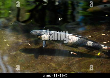 Pêchez dans un étang dans un jardin à Batoumi Banque D'Images