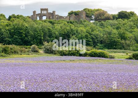 Observatoire de Ratcheugh au-delà des champs de phacélie Banque D'Images