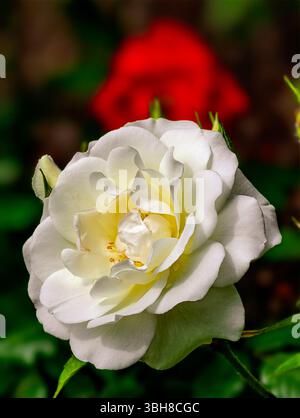 Élégante photographie macro d'une rose blanche immaculée, mettant en valeur ses pétales délicats et son centre jaune doux, sur fond flou d'une rose rouge. Banque D'Images
