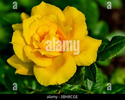 Photographie macro vibrante d'une superbe rose jaune en pleine floraison, mettant en valeur sa riche couleur et sa structure complexe de pétales. Posez-vous contre les feuilles vertes luxuriantes Banque D'Images