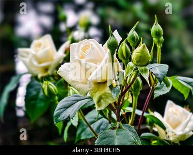 Superbe photo macro d'une rose blanche élégante entourée de fleurs en herbe, capturant les détails complexes des pétales et des feuilles. La verdure vibrante et les couleurs douces créent une atmosphère sereine Banque D'Images