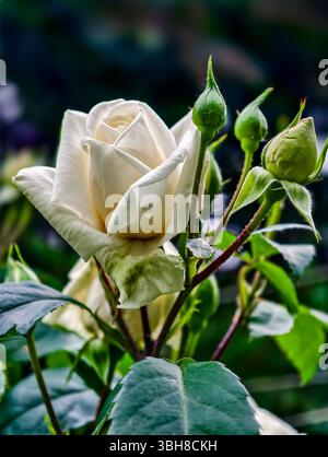Superbe photo macro d'une rose blanche élégante entourée de fleurs en herbe, capturant les détails complexes des pétales et des feuilles. Banque D'Images