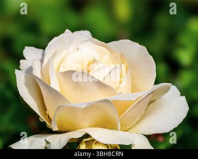 Belle photo macro d'une rose blanche crémeuse, avec des pétales doux et des gouttelettes d'eau délicates. Placée sur un fond vert luxuriant, cette image capture l'élégance et la simplicité de la fleur Banque D'Images