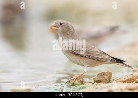 Finch du désert, famille des Finch, Finch, Finch trompettiste, (Rhodopechys githaginea), Roselin githagine, Bouvreuil githagine, Camachuelo Trompetero, Celias Wa Banque D'Images