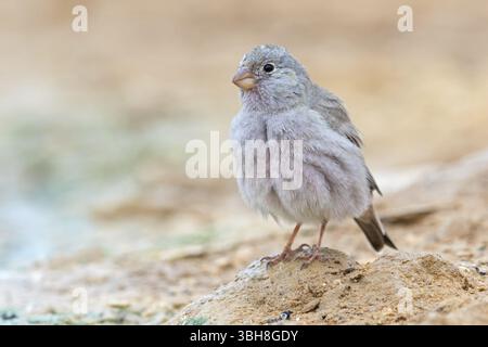 Finch du désert, famille des Finch, Finch, Finch trompettiste, (Rhodopechys githaginea), Roselin githagine, Bouvreuil githagine, Camachuelo Trompetero, Celias Wa Banque D'Images