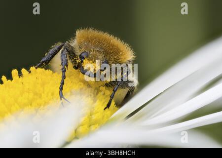 Coléoptère (Trichius gallicus) sur le centre jaune d'une fleur de marguerite, couvert de pollen, Hesse, Allemagne, Europe Banque D'Images