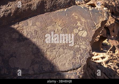 Représentations d'animaux sur une dalle de roche, pétroglyphes, gravures rupestres, Twyfelfontein, Kunene, Namibie, Afrique Banque D'Images