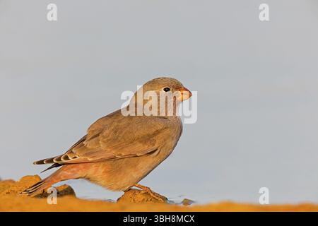 Finch du désert, famille des Finch, Finch, Finch trompettiste, (Rhodopechys githaginea), Roselin githagine, Bouvreuil githagine, Camachuelo Trompetero, Celias Wa Banque D'Images
