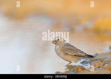 Finch du désert, famille des Finch, Finch, Finch trompettiste, (Rhodopechys githaginea), Roselin githagine, Bouvreuil githagine, Camachuelo Trompetero, Celias Wa Banque D'Images