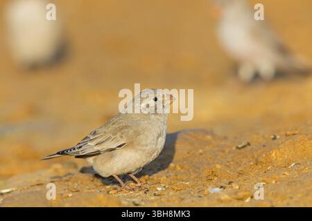 Finch du désert, famille des Finch, Finch, Finch trompettiste, (Rhodopechys githaginea), Roselin githagine, Bouvreuil githagine, Camachuelo Trompetero, Celias Wa Banque D'Images