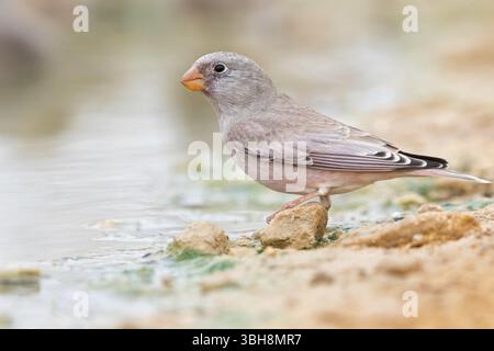 Finch du désert, famille des Finch, Finch, Finch trompettiste, (Rhodopechys githaginea), Roselin githagine, Bouvreuil githagine, Camachuelo Trompetero, Celias Wa Banque D'Images