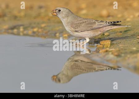 Desert Finch, Finch family, Finch, Trumpeter Finch, (Rhodopechys githaginea), Roselin githagine, Bouvreuil githagine, Camachuelo Trompetero, boissons wa Banque D'Images