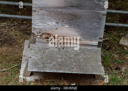 Les abeilles dans une ruche Banque D'Images
