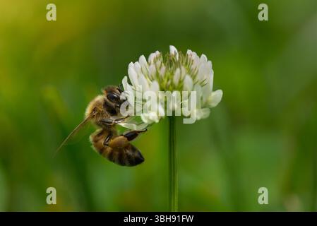 Titre : nectar de collecte d'abeilles de miel de White Clover Bloom un jour d'été Banque D'Images