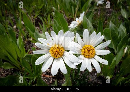 Belles deux petites fleurs dans la nature Banque D'Images