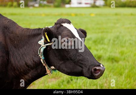 Portrait de profil d'une vache laitière noire et blanche avec une étiquette jaune, debout dans un pâturage vert luxuriant par une journée lumineuse, mettant en valeur le dis de l'animal Banque D'Images