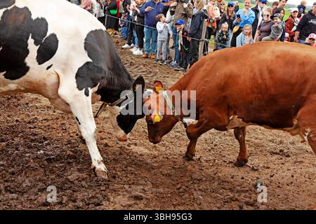 Deux vaches, une Holstein noire et blanche et une brune, s'affrontent dans une arène boueuse tandis que des spectateurs de tous âges regardent derrière une barrière, capturant un Banque D'Images