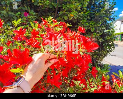 Azalée rose fleurissant dans la main de la femme. Belles fleurs de printemps, pétales délicats en pleine floraison. Culture et entretien des plantes. Fleurs printanières. Rho Banque D'Images