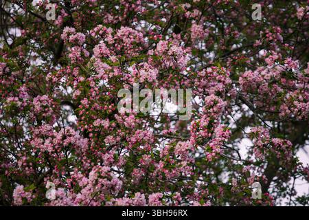 Fond plein cadre de texture nature de belles fleurs roses et blanches sur un crabier en pleine floraison, également connu sous le nom de Malus sylvestris Banque D'Images