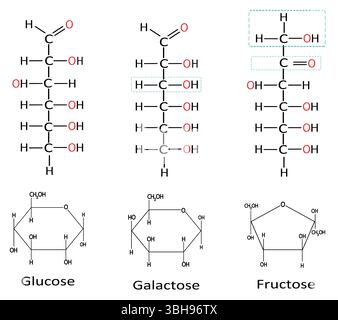 Trois monosaccharides courants – glucose, fructose et galactose, formules structurales des sucres simples en chimie organique. Monosaccharides 6 carbone i Illustration de Vecteur